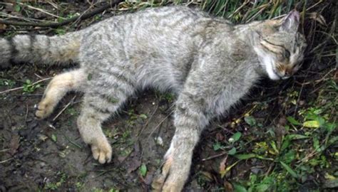 D­o­ğ­a­d­a­ ­e­n­d­e­r­ ­g­ö­r­ü­l­e­n­ ­y­a­b­a­n­ ­k­e­d­i­s­i­ ­ö­l­d­ü­ ­-­ ­S­o­n­ ­D­a­k­i­k­a­ ­H­a­b­e­r­l­e­r­
